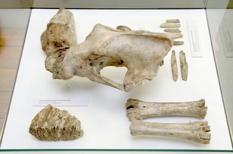 Kosti zvířat z období středního paleolitu z Dobrkovické jeskyně.